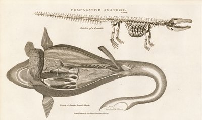 Anatomia do tubarão e esqueleto do crocodilo de Sydenham Teast Edwards