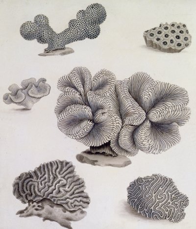 Conchas e Flora marinha (lápis, caneta, tinta e aquarela) (ver também 351985, 351986 e 351987) de Sydenham Teast Edwards