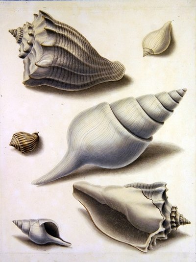 Conchas e Flora marinha (lápis, caneta, tinta e aquarela sobre papel) (ver também 351984, 351985 e 351987) de Sydenham Teast Edwards