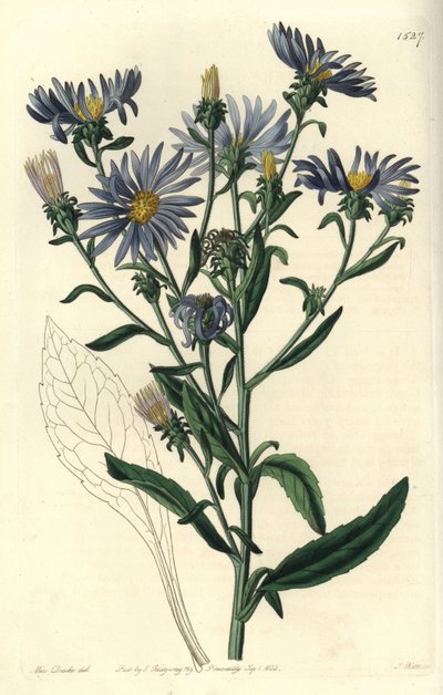 Shewy aster, Aster spectabilis. Gravura em chapa de cobre colorida à mão por S. Watts depois de uma ilustração de Miss Sarah Drake do Registo Botânico de Sydenham Edwards, Ridgeway, Londres. de Sydenham Teast Edwards