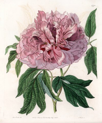Peônia de arbusto ou de ovelha - Tábua gravada por S.Watts, de uma ilustração de Sarah Anne Drake (1803-1857), do Botanical Register of Sydenham Edwards (1768-1819), Inglaterra de Sydenham Teast Edwards