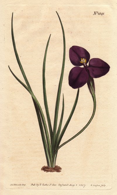 Patersonia sedosa com flor púrpura escura. Nomeado em homenagem ao Coronel Paterson, que estudou a flora australiana. Patersonia sedosa com flor púrpura escura. Nativa da Austrália. Nomeado pelo Coronel Paterson, o governador assistente da Nova Gales do Su de Sydenham Teast Edwards