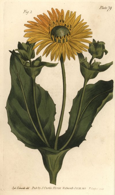 Silphium ou alga-de-colónia, Silphium asterisco, Polygamia nessaria. Gravura em chapa de cobre colorida à mão por F. Sansom de uma ilustração botânica de Sydenham Edwards para as Palestras de Botânica de William Curtis, conforme entregue no Jardim Botânico de Sydenham Teast Edwards