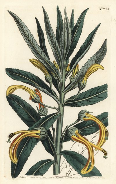 Siphocampylus giganteus, em perigo de extinção (Gigantic lobelia, Lobelia gigantea). Gravura em chapa de cobre colorida à mão por F. Sansom Jr. após ilustração de Sydenham Edwards da revista Botanical Magazine de William Curtis, T. Curtis, Londres. de Sydenham Teast Edwards