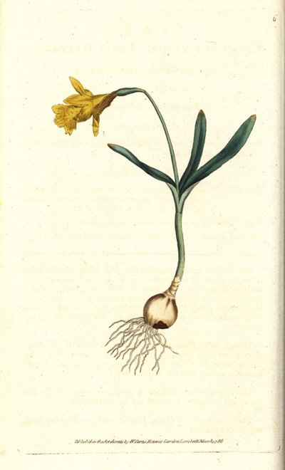 Pequeno narciso - Menos narciso, Narciso pseudonarciso subsp. menor (Narciso menor). Gravura em chapa de cobre colorida à mão depois de uma ilustração botânica de James Sowerby da revista The Botanical Magazine de William Curtis, Lambeth Marsh, Londres. de Sydenham Teast Edwards