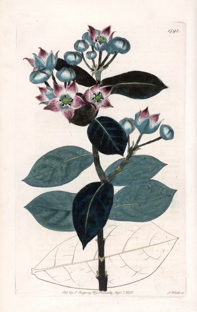 Sodoma Macieira ou Seda - Placa gravada por S.Watts, a partir de uma ilustração de Sarah Anne Drake (1803-1857), do Botanical Register of Sydenham Edwards (1768-1819), Inglaterra de Sydenham Teast Edwards
