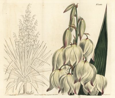 Punhal espanhol ou a soberba agulha de Adam, Yucca gloriosa. Gravura em chapa de cobre colorida à mão por F. Sansom Jr. após ilustração de Sydenham Edwards da revista Botanical Magazine de William Curtis, T. Curtis, Londres de Sydenham Teast Edwards