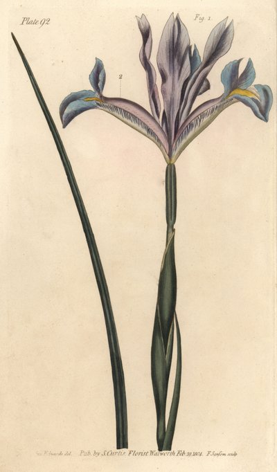 Íris espanhola, Iris xiphium. Gravura em chapa de cobre colorida à mão por F. Sansom de uma ilustração botânica de Sydenham Edwards para as Palestras de Botânica de William Curtis, conforme entregue no Jardim Botânico de Lambeth. de Sydenham Teast Edwards