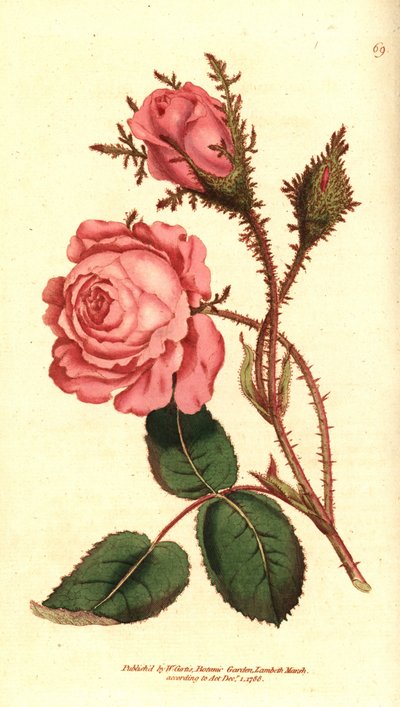 Rosa cintilante (rosa cintilante) - Musgo rosa, Rosa centifolia f. muscosa (Rosa muscosa). Gravura em chapa de cobre colorida à mão depois de uma ilustração botânica da revista The Botanical Magazine de William Curtis, Lambeth Marsh, Londres de Sydenham Teast Edwards