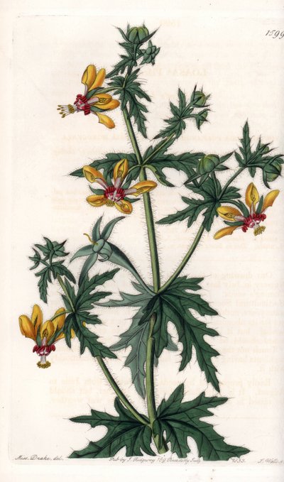 Spicy Poppy - Placa gravada por S.Watts, de uma ilustração de Sarah Anne Drake (1803-1857), do Botanical Register of Sydenham Edwards (1768-1819), Inglaterra de Sydenham Teast Edwards