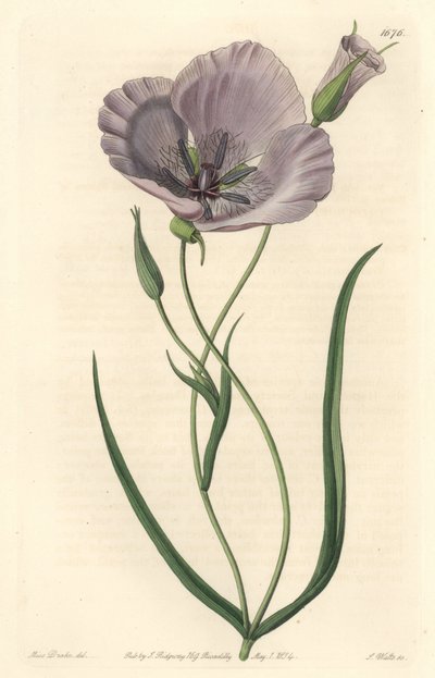 Esplêndido calocorte (esplêndida mariposa), nativo da Califórnia - Satiny calochortus ou esplêndido lírio de mariposa, Calochortus splendens, nativo da Califórnia - Gravura em chapa de cobre colorida à mão S. Watts depois de uma ilustração de Miss Drake, d de Sydenham Teast Edwards