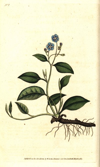 Spring Omphalodes ou Printaniere Little Borage - Creeping navelwort, Omphalodes verna (navelwort azul, Cynoglossum omphalodes). Gravura em chapa de cobre colorida à mão depois de uma ilustração botânica de James Sowerby da revista The Botanical Magazine, d de Sydenham Teast Edwards