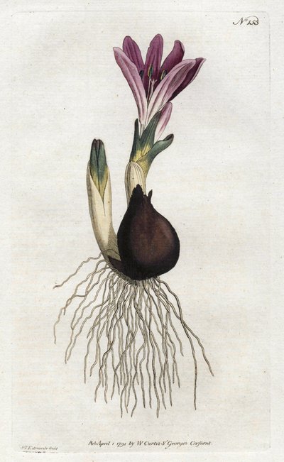 Bulbocode de Primavera ou campanette - Litografia de Sydenham Edwards (1768-1819), da Revista Botânica de William Curtis (1746-1799) de Sydenham Teast Edwards