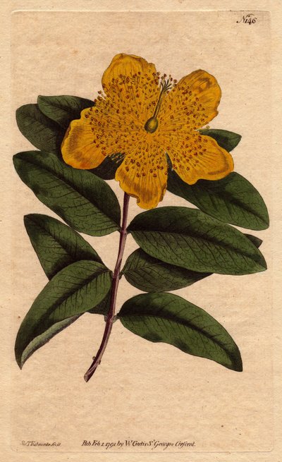 Erva de São João com flores amarelas largas. Grande floração de St. John