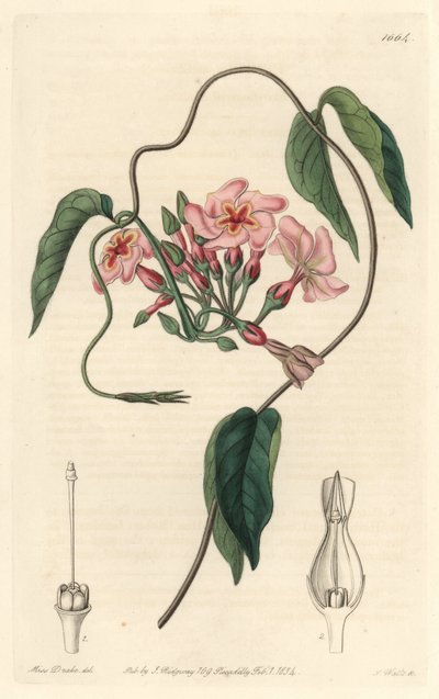 Echite estelar, natural do Brasil - Water forte de S. Watts a partir de uma ilustração de Sarah Anne Drake (1803-1857), do Botanical Register de Sydenham Teast Edwards