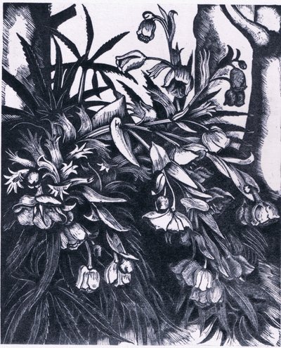 Stinking Hellebore, Nature in Britain publicado pela Collins de Sydenham Teast Edwards