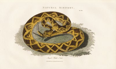 Serpente de chocalho listrada de Sydenham Teast Edwards