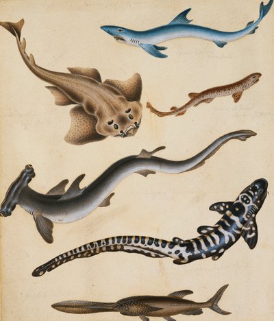 Estudos de peixes, incluindo tubarão, piqueiro, carpa e gillhead, de Sydenham Teast Edwards
