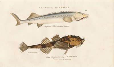 Sturgeon e Pogge de Sydenham Teast Edwards