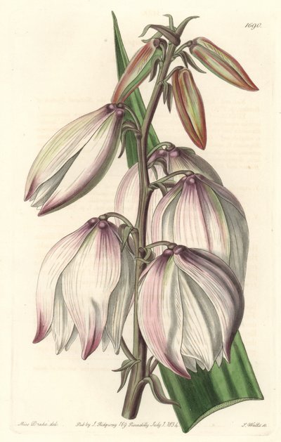 Superb Yucca - Water forte de S. Watts, de uma ilustração de Sarah Anne Drake (1803-1857), do Botanical Register de Sydenham Teast Edwards