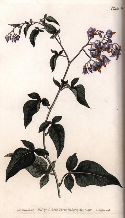Sombra doce amarga ou amarga. Gravura em cobre colorido, ilustração de Sydenham Edwards (1768-1819) para Conferências de Botanical, Jardim Botânico de Lambeth (Inglaterra) de Sydenham Teast Edwards
