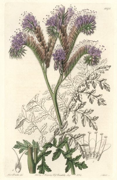 Tansy leaf phacelia, nativa da Califórnia - Water forte de S. Watts a partir de uma ilustração de Sarah Anne Drake (1803-1857), do Botanical Register de Sydenham Teast Edwards