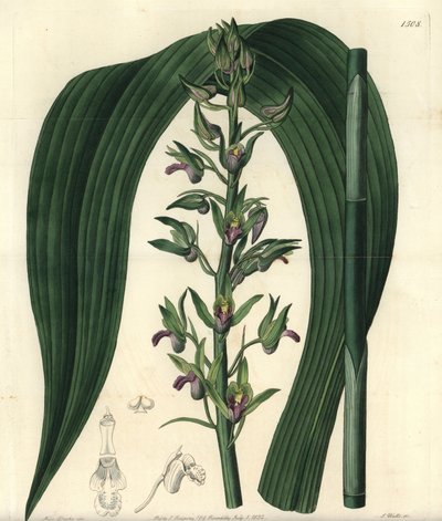 Variedades de orquídeas terrestres - Orquídea coco selvagem, Eulophia alta (Woodford