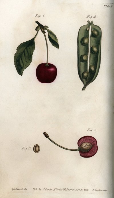 O pericarpo de ervilha (leguminoso) e secção do fruto de cereja (ou cereja selvagem ou aves). Gravura em cobre colorido, ilustração de Sydenham Edwards (1768-1819) para Conferências de Botanical, Jardim Botânico de Lambeth (Inglaterra) de Sydenham Teast Edwards