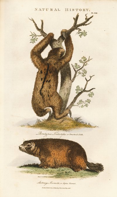 Dreizehenfaultier und Alpenmurmeltier von Sydenham Teast Edwards