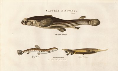 Três espécies de peixes invulgares de Sydenham Teast Edwards