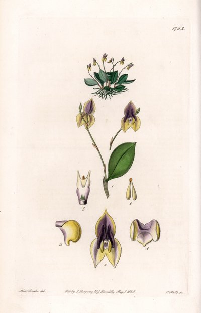Três dentes Lepanthe - Placa gravada por S.Watts, de uma ilustração de Sarah Anne Drake (1803-1857), do Botanical Register of Sydenham Edwards (1768-1819), Inglaterra de Sydenham Teast Edwards
