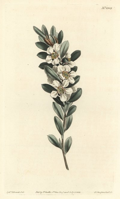 Árvore a the ou murta australiana - Árvore de chá da costa, Leptospermum laevigatum (Smooth fabricia, Fabricia laevigata). Gravura em chapa de cobre colorida à mão por F. Sansom Jr. após uma ilustração de Sydenham Edwards da revista Botanical de William Cu de Sydenham Teast Edwards