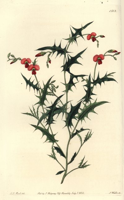 Corozema triangular, Chorozema triangulare. Gravura em chapa de cobre colorida à mão por S. Watts após ilustração de J.T. Hart do Sydenham Edwards