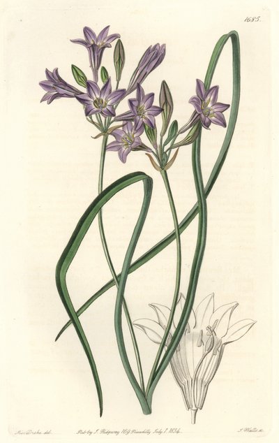 Triteleia ou brodiacea lache - Water forte de S. Watts de uma ilustração de Sarah Anne Drake (1803-1857), do Botanical Register de Sydenham Teast Edwards
