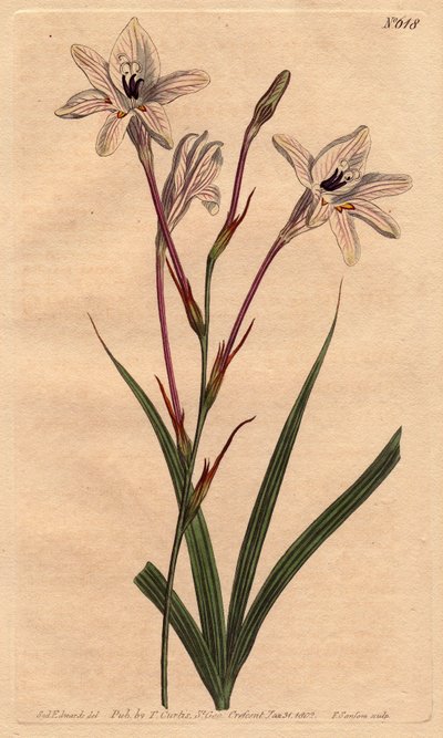 Tritonie tem tubo longo, com pé rosa e veias brancas de flores com rosa. Tritonia capensis tem um tubo longo, com caules rosa e flores brancas com veias cor-de-rosa. Gravura em chapa de cobre colorida à mão a partir de uma ilustração botânica de Sydenham E de Sydenham Teast Edwards