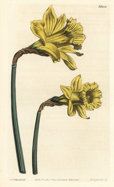 Trompeta daffodil, Narcissus hispanicus (Grande narciso espanhol amarelo, Narcissus major). Gravura em chapa de cobre colorida à mão por F. Sansom Jr. após ilustração de Sydenham Edwards da revista Botanical Magazine de William Curtis, T. Curtis, Londres. de Sydenham Teast Edwards