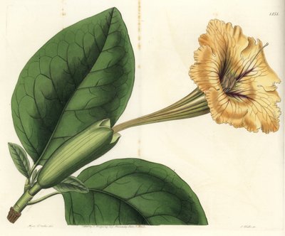 Trompete cipó ou taça de ouro - Cálice cipó ou solandra de flor manchada, Solandra guttata. Gravura em chapa de cobre colorida à mão por S. Watts depois de uma ilustração de Miss Sarah Drake do Registo Botânico de Sydenham Edwards, Ridgeway, Londres. de Sydenham Teast Edwards
