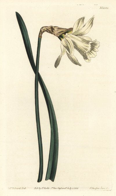 Trompeta narcissus - Trompeta narcissus - narciso branco mais pequeno, Narcissus pseudonarcissus subsp. moschatus (Narcissus moschatus). Gravura em chapa de cobre colorida à mão por F. Sansom Jr. após uma ilustração de Sydenham Edwards da revista Botanical de Sydenham Teast Edwards