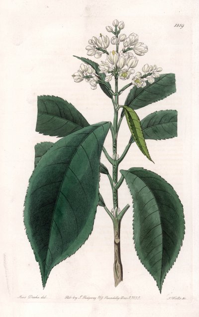 Turpinia Variete - Placa gravada por S.Watts, a partir de uma ilustração de Sarah Anne Drake (1803-1857), do Botanical Register of Sydenham Edwards (1768-1819), Inglaterra de Sydenham Teast Edwards