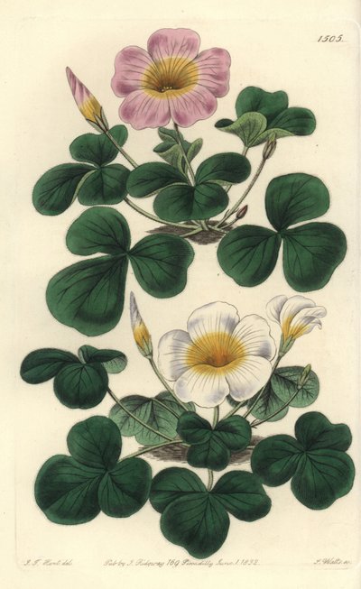 Variable oxalis, Oxalis variabilis (Oxalys purpurea). Gravura em chapa de cobre colorida à mão por S. Watts após ilustração de J.T. Hart do Sydenham Edwards