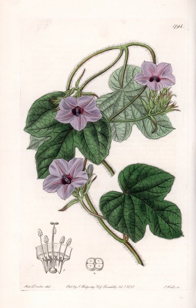 Variiete d