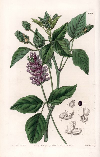 Variete de Psoralea - Quadro gravado por S.Watts, de uma ilustração de Sarah Anne Drake (1803-1857), do Botanical Register of Sydenham Edwards (1768-1819), Inglaterra. de Sydenham Teast Edwards