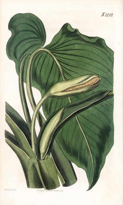 Variete de calla ou arum - Calla aromática, Homalomena aromatica (Calla aromatica). Gravura em chapa de cobre colorida à mão por Weddell após uma ilustração de Sydenham Edwards da "Botanical Magazine" de Samuel Curtis, Londres de Sydenham Teast Edwards