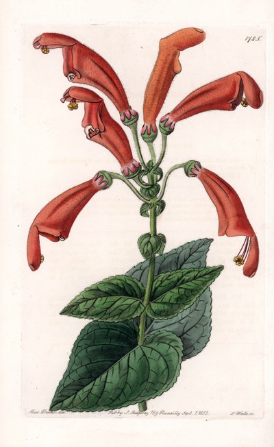 Variete de gesneria, uma flor em tubos - Placa gravada por S.Watts, baseada numa ilustração de Sarah Anne Drake (1803-1857), do Botanical Register of Sydenham Edwards (1768-1819), Inglaterra de Sydenham Teast Edwards