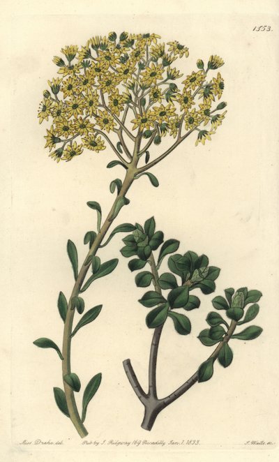 Variete de joubarb - Villous houseleek, Sempervivum villosum. Gravura em chapa de cobre colorida à mão por S. Watts depois de uma ilustração de Miss Sarah Drake do Registo Botânico de Sydenham Edwards, Ridgeway, Londres. de Sydenham Teast Edwards