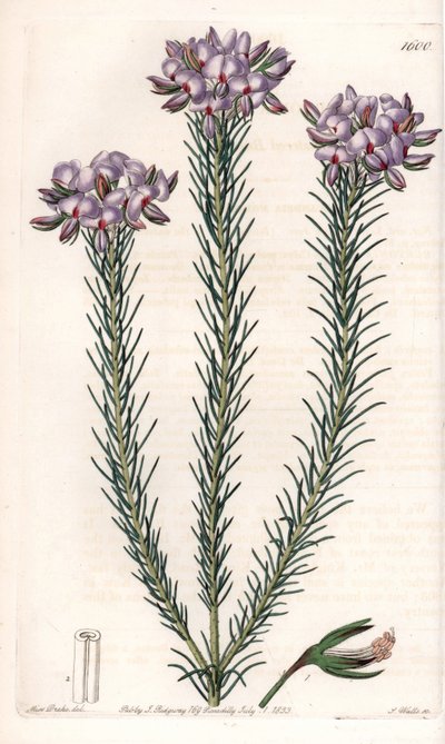 Variedades de gompholobium (família das leguminosas), nativas da Austrália - Placa gravada por S.Watts, de uma ilustração de Sarah Anne Drake (1803-1857), do Botanical Register of Sydenham Edwards (1768-1819), Inglaterra de Sydenham Teast Edwards