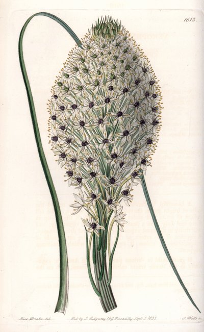 Variiete of liliacee (Helonias asphodeloides) - Gravada por S.Watts, a partir de uma ilustração de Sarah Anne Drake (1803-1857), do Botanical Register of Sydenham Edwards (1768-1819), Inglaterra de Sydenham Teast Edwards