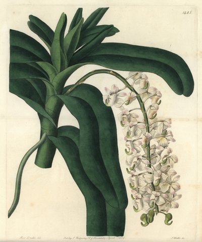 Variedades de orquídea epidendrum, conhecida como pomada jamaicana - Orquídea de pincel de raposa ou planta aérea de flor de chifre, Aerides cornutum. Gravura em chapa de cobre colorida à mão por S. Watts depois de uma ilustração de Sarah Drake do Sydenham de Sydenham Teast Edwards
