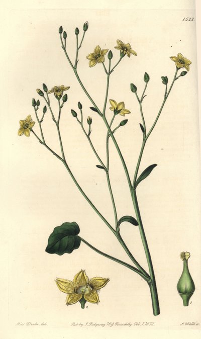 Variete de villarsia, endêmica da Austrália - Ornduffia reniformis (Kidney-leaved villarsia, Villarsia reniformis). Gravura em chapa de cobre colorida à mão por S. Watts depois de uma ilustração de Miss Sarah Drake do Registo Botânico de Sydenham Edwards,  de Sydenham Teast Edwards