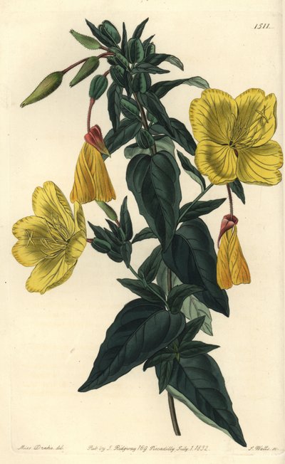 Variedade de onagra ou capim com burros - Onagra, Oenothera fruticosa subsp. glauca (Glaucous oenothera, Oenothera glauca). Gravura em chapa de cobre colorida à mão por S. Watts depois de uma ilustração de Miss Sarah Drake de Sydenham Edwards
